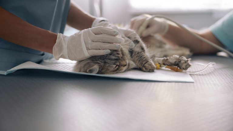 Stérilisation des chats : pourquoi est-ce essentiel pour leur santé ?
