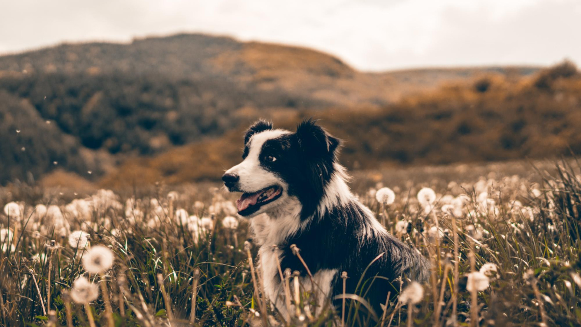 Les critères essentiels pour choisir la mutuelle chien adaptée à vos besoins