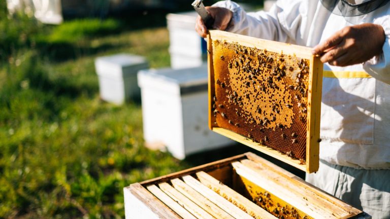 Apiculture : pourquoi se tourner vers une boutique spécialisée pour son matériel et équipement