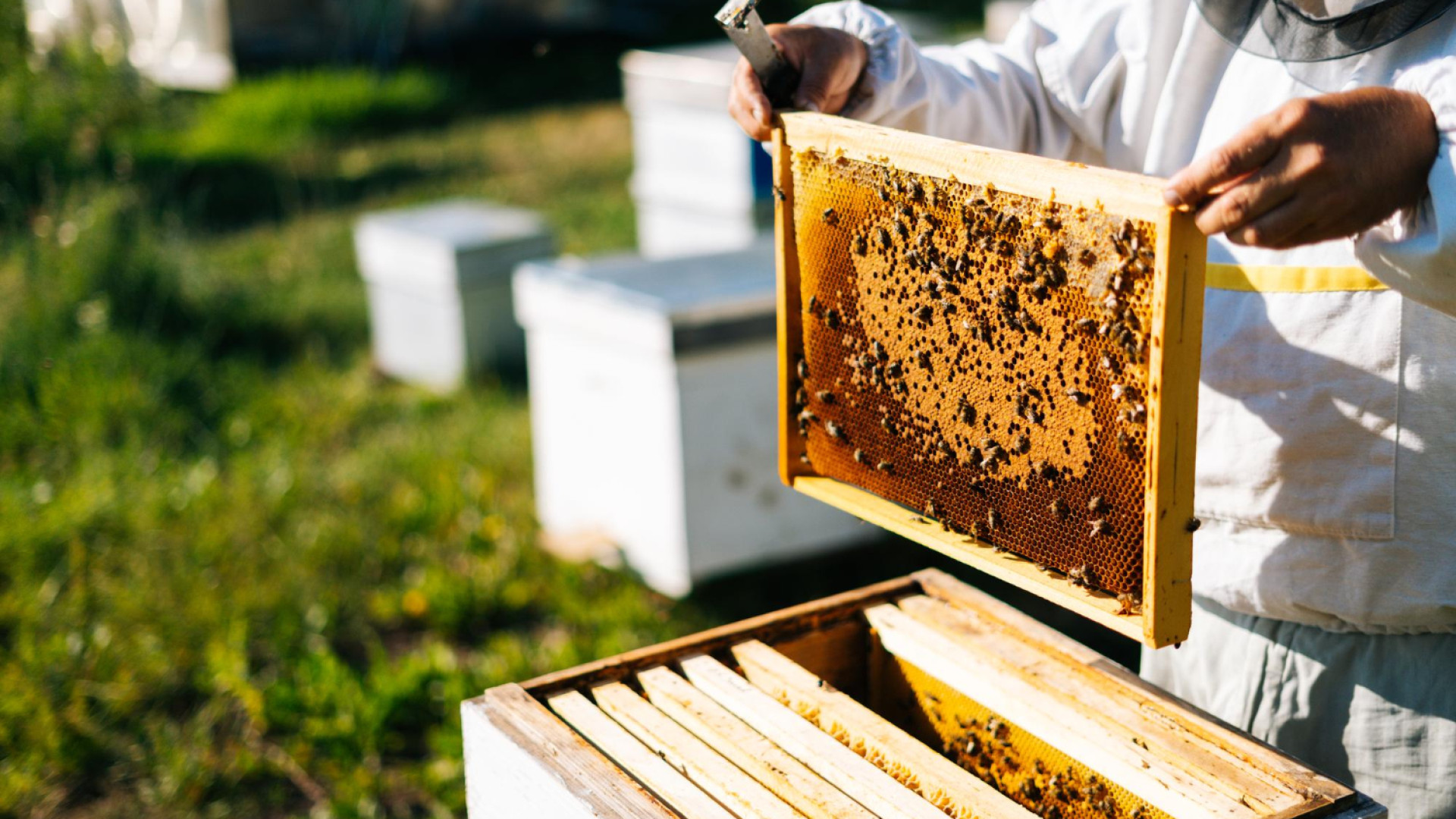 Apiculture : pourquoi se tourner vers une boutique spécialisée pour son matériel et équipement